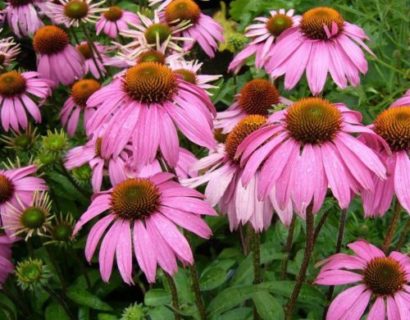 Echinacea purpurea - zonnehoed