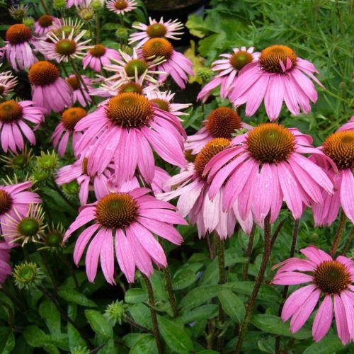 Echinacea purpurea - zonnehoed