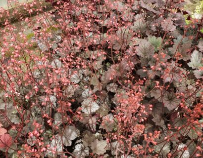 Heuchera ‘Glitter’ (grote pot) - purperklokje