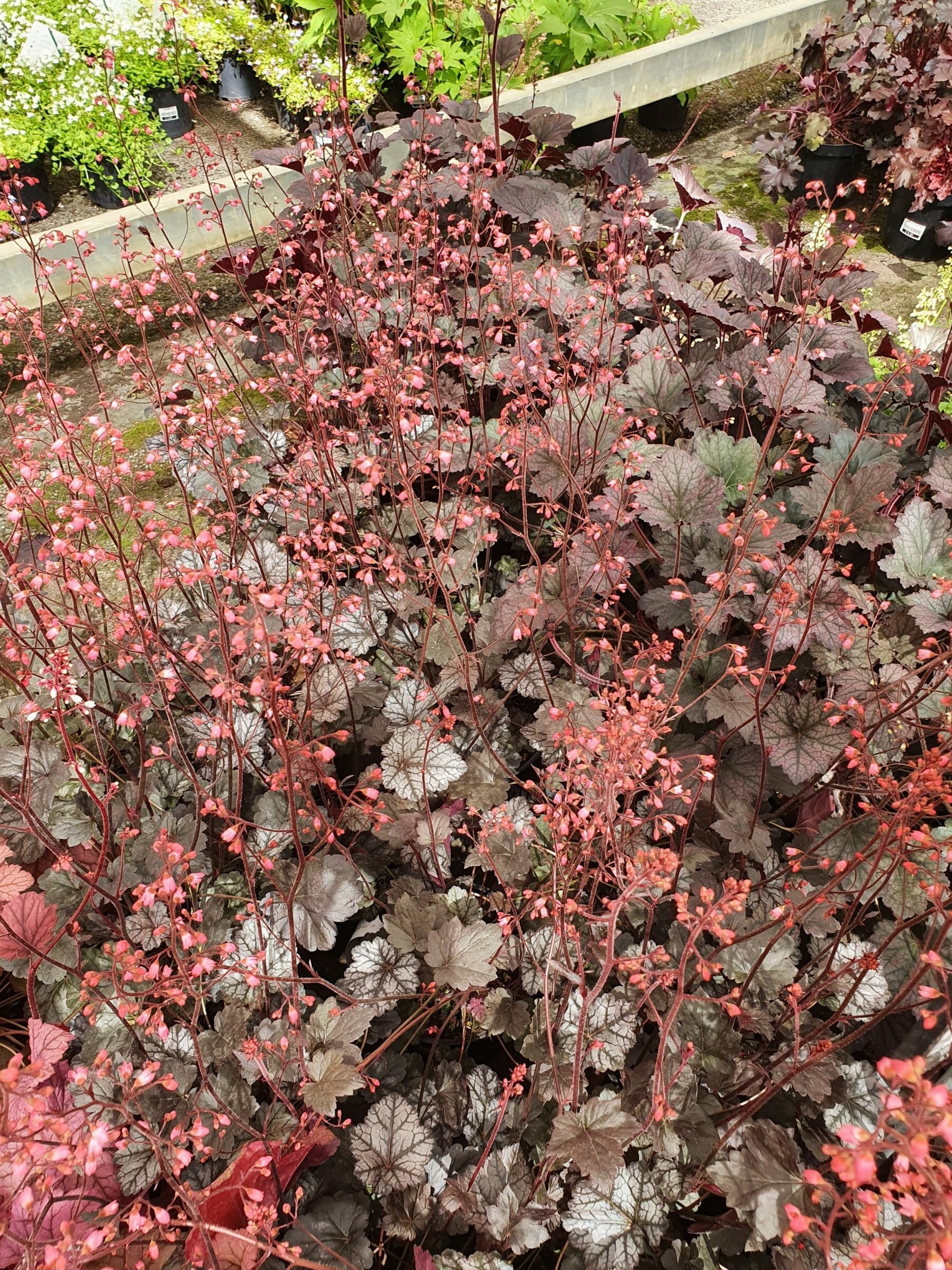 Heuchera ‘Glitter’ (grote pot) - purperklokje