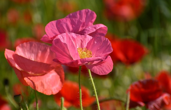 Papaver nud. ‘Champagne Bubbles Mix’  (grote pot) - klaproos