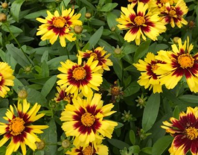 Coreopsis ‘Uptick Yellow & Red’ (grote pot) - Meisjesogen