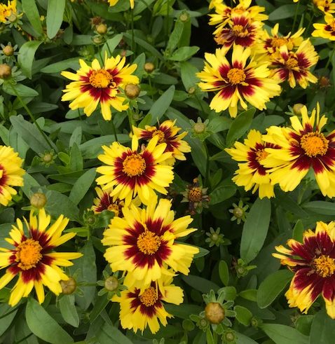 Coreopsis ‘Uptick Yellow & Red’ (grote pot) - Meisjesogen