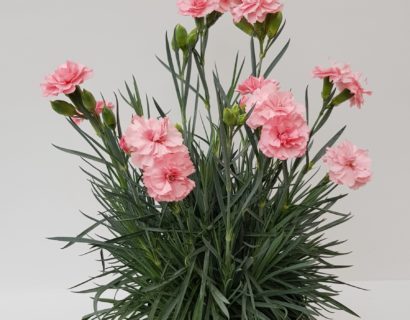 Dianthus patio ‘Blush’ (grote pot) - anjer
