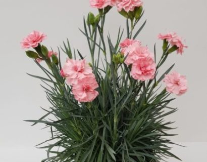 Dianthus patio ‘Blush’  (grote pot) - anjer