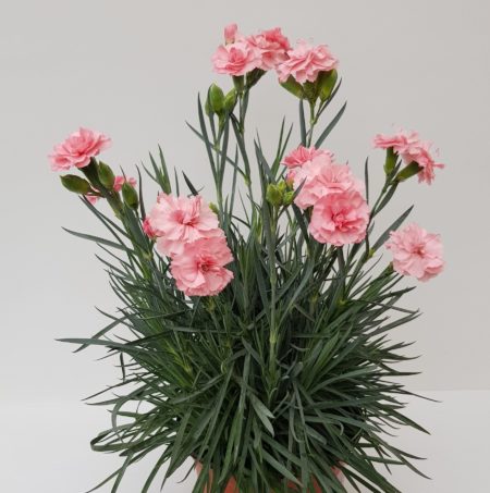 Dianthus patio ‘Blush’  (grote pot) - anjer