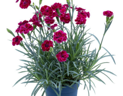 Dianthus patio ‘Burgundy’  (grote pot) - anjer