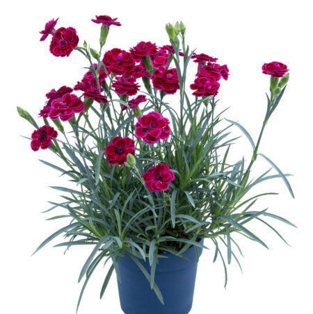 Dianthus patio ‘Burgundy’  (grote pot) - anjer