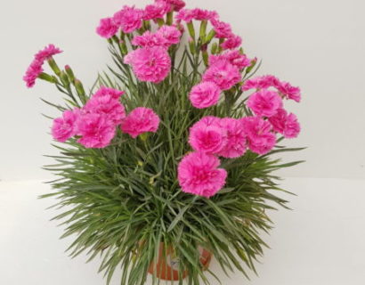 Dianthus patio ‘Pink Sapphire’  (grote pot) - anjer