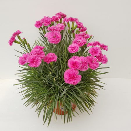 Dianthus patio ‘Pink Sapphire’  (grote pot) - anjer