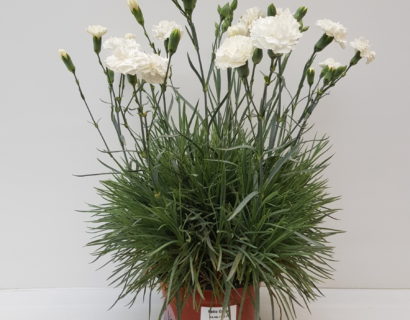 Dianthus patio ‘White’ (grote pot) - anjer