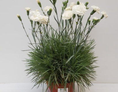 Dianthus patio ‘White’  (grote pot) - anjer