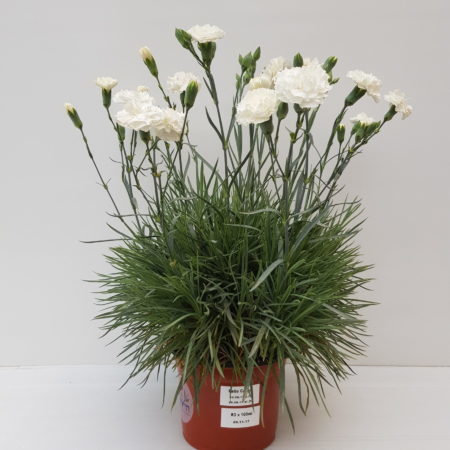 Dianthus patio ‘White’  (grote pot) - anjer