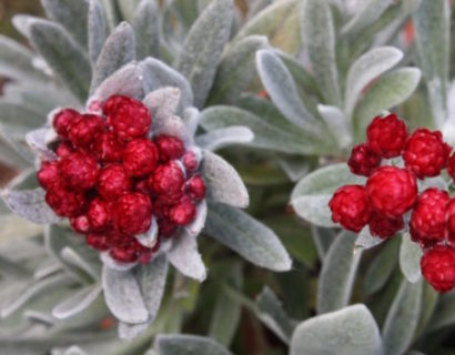 Helichrysum ‘Red Jewel’   (grote pot) - kerrieplant