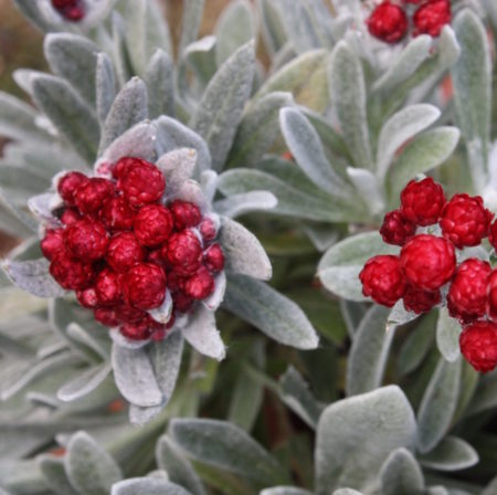 Helichrysum ‘Red Jewel’   (grote pot) - kerrieplant