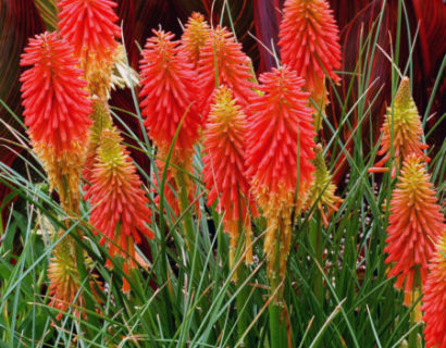 Kniphofia ‘Papaya Popsicle’ pot 3 liter - vuurpijl