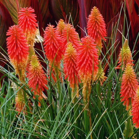 Kniphofia ‘Papaya Popsicle’ pot 3 liter