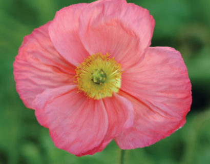 Papaver nud. ‘Champagne Bubbles Pink’  (grote pot) - klaproos