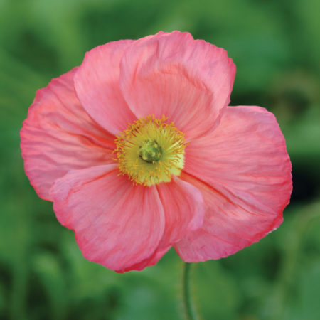 Papaver nud. ‘Champagne Bubbles Pink’  (grote pot) - klaproos