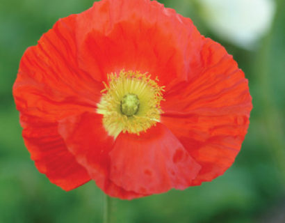 Papaver nud. ‘Champagne Bubbles Scarlet’  (grote pot) - klaproos