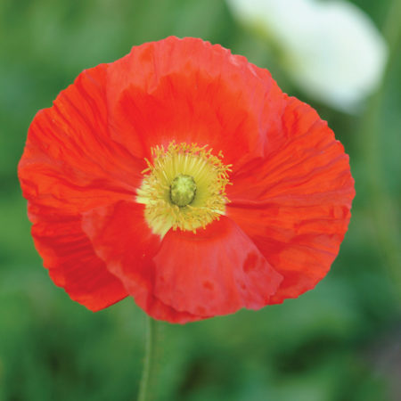 Papaver nud. ‘Champagne Bubbles Scarlet’  (grote pot) - klaproos