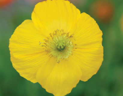 Papaver nud. ‘Champagne Bubbels Yellow’   (grote pot) - klaproos