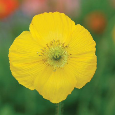 Papaver nud. ‘Champagne Bubbels Yellow’   (grote pot) - klaproos