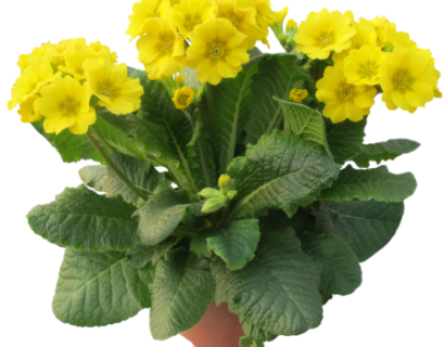 Primula elatior ‘Veristar Yellow’  (grote pot) - slanke sleutelbloem