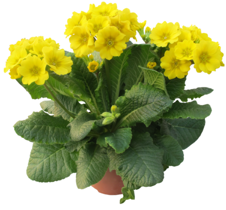 Primula elatior ‘Veristar Yellow’  (grote pot) - slanke sleutelbloem