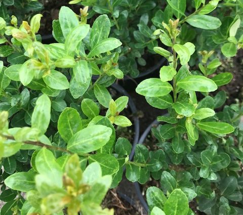 Ilex crenata ‘Caroline Upright’ pot 3 liter 40/50 cm