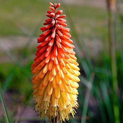 Kniphofia ‘Papaya Popsicle’ (grote pot) - vuurpijl