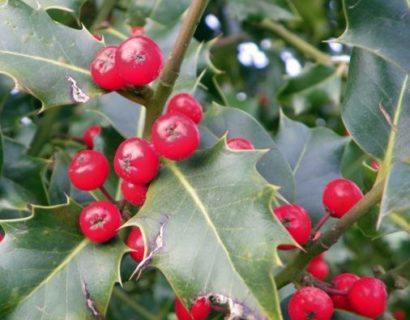 Ilex aquifolium - scherpe hulst