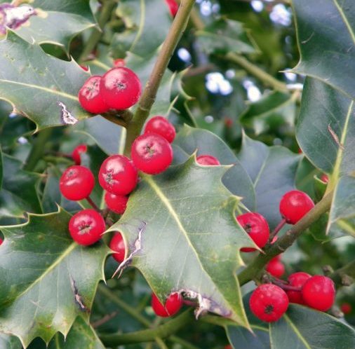 Ilex aquifolium - scherpe hulst