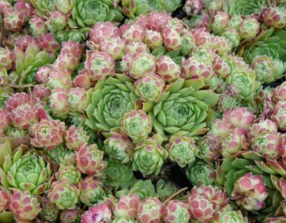 Sempervivum ‘Edward Balls’ - huislook