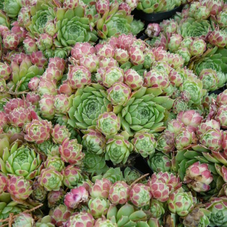 Sempervivum ‘Edward Balls’ - huislook