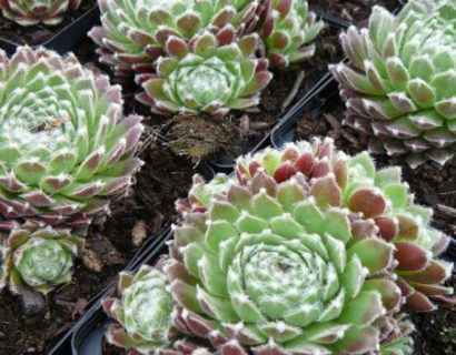 Sempervivum ‘Weberianum’ - huislook