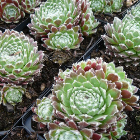 Sempervivum ‘Weberianum’ - huislook