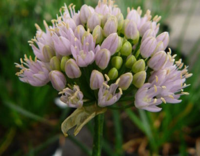 Allium senescens ‘Sugar Melt’ (grote pot) - Sierui
