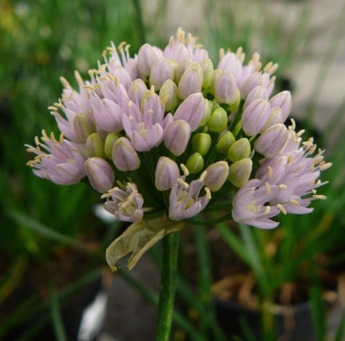 Allium senescens ‘Sugar Melt’ (grote pot) - Sierui