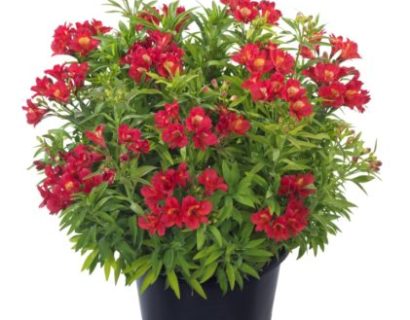 Alstroemeria ‘Summer Red’ (grote pot) - Incalelie