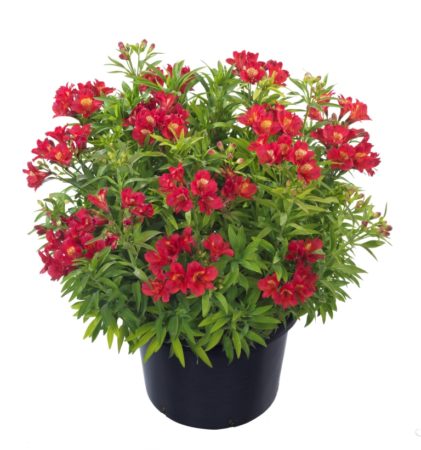 Alstroemeria ‘Summer Red’ (grote pot) - Incalelie