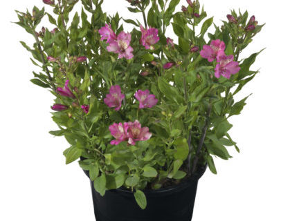 Alstroemeria ‘Summer Saint’ pot 7.5 liter - Incalelie