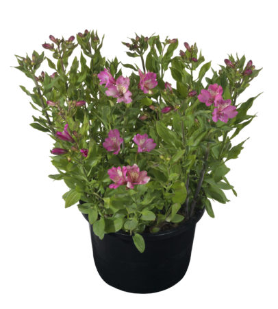 Alstroemeria ‘Summer Saint’ pot 7.5 liter