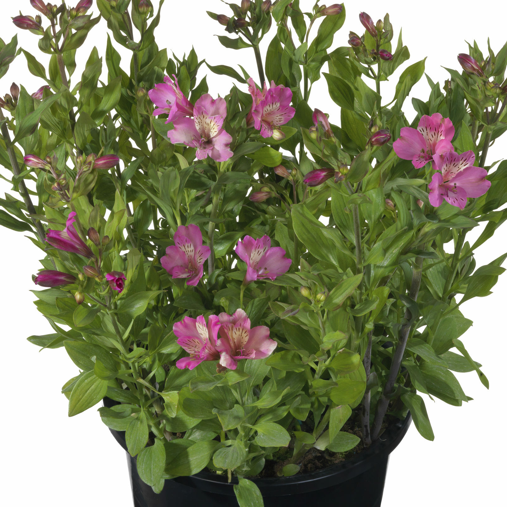 Alstroemeria ‘Summer Saint’ pot 7.5 liter