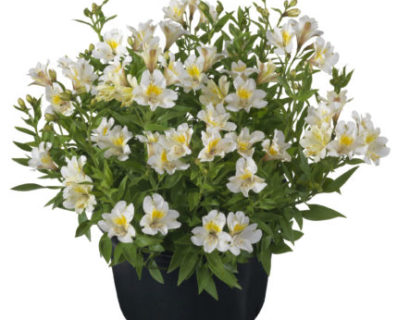 Alstroemeria ‘Summer Snow’ (grote pot) - Incalelie