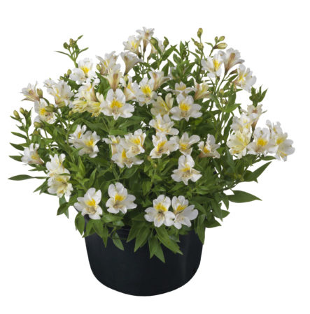 Alstroemeria ‘Summer Snow’ (grote pot) - Incalelie