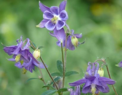 Aquilegia vulgaris - Akelei