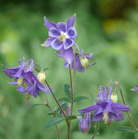 Aquilegia vulgaris - Akelei
