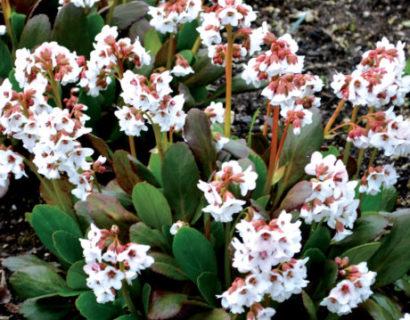 Bergenia Dragonfly ‘Angel Kiss’ (grote pot) - Schoenlappersplant