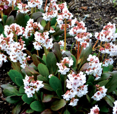 Bergenia Dragonfly ‘Angel Kiss’ (grote pot) - Schoenlappersplant